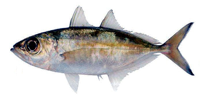 Selar crumenophthalmus_006